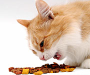 Does Dry Food Actually Clean Your Cat's Teeth?