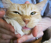 Gingivitis and Stomatitis in Cats