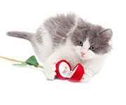 Loving Cats - Valentine Day's Special