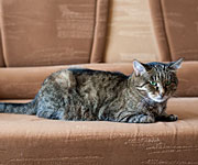 Arthritis and Joint Pain in Cats
