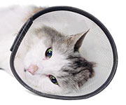 Spaying and Neutering - What to Look for After Surgery