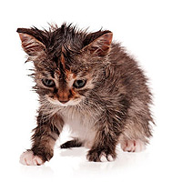 Bathing Small Kittens - Tips that Can Save a Kitten's Life