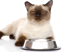 Best Cat Food Of 2015: TCS Member Choices