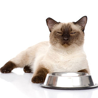 By-Products in Cat Food - Five Facts You Need to Know