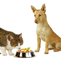 How to Keep the Dog Out of the Cat's Food and Vice Versa