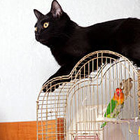 Raising Cats & Birds In The Same House