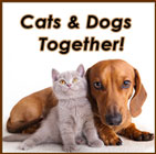 Caring for Cats and Dogs