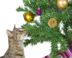 Goofy Cats And Their Christmas Tree Obsessions