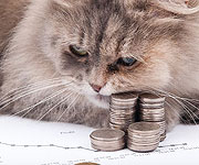 How Much Does It Cost to Breed Cats?