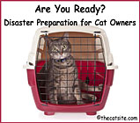 disaster preparation for cat owners