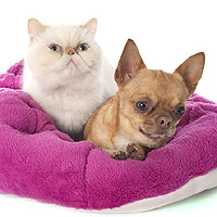 Best and Worst Dog Breeds to Live with Cats