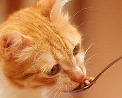 How To Get Your Cat To Start Eating Again