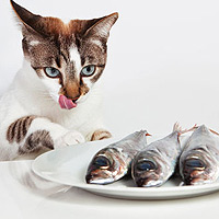 Can I feed my cat a fish-based or fish-flavored diet?