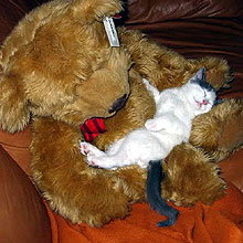 Feline Toy Story: 21 Sweet Cats With Their Soft Furriends