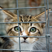 Humane Trapping of Cats for TNR with Alley Cat Allies
