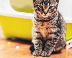 Feline Idiopathic Cystitis - How To Improve Your Cat's Life Quality