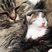 How to Treat Fleas in Young Kittens