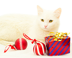 The 2015 Shopping Guide For Cat Lovers