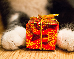 Quiz: Which Cat-Themed Gift Best Fits Your Personality?
