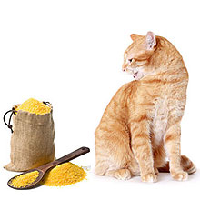 Grain-Free Cat Food  What Does It Mean?