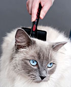 Seven Reasons Why You Should Regularly Groom Your Cat
