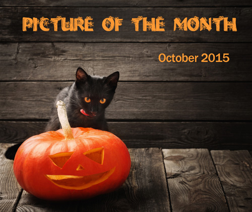 Halloween Picture of the month