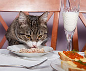 Common Foods That Are Harmful To Cats