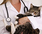 Cat Behavior and Cat Health Topics