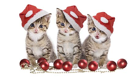 holiday kittens