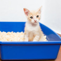 How Many Litterboxes Should You Have?