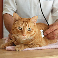Inflammatory Bowel Disease in Cats
