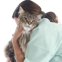 Liver Disease in Cats