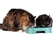 Must-Know Tips for Feeding Cats in a Multi-Cat Household
