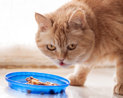 Why Has My Cat Stopped Eating And Is It Dangerous?