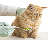 OTC Medications - Safe for Cats?