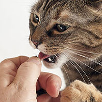 Pilling Cats: Must-Know Tips for Hiding Pills