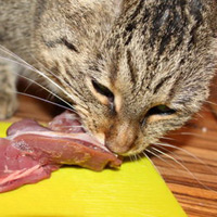 Feeding Raw to Cats - Safety Concerns