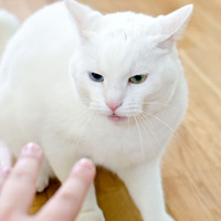 Redirected Aggression in Cats