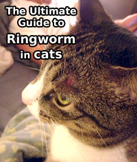 Ringworm in Cats - The Ultimate Guide