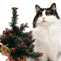 Keep Cats Safe During the Holidays