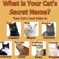 What Is Your Cat's Secret Name?