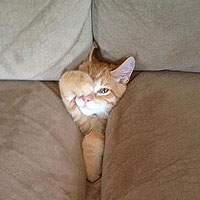 Embarrassing Ways For Cats To Get Stuck