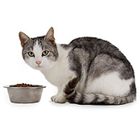 Transitioning Your Cat from Kibble to a New Type of Food
