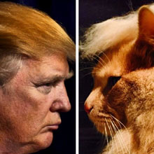 31 Hilarious Photos Of Cats Made To Look Like Donald Trump