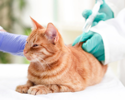 No Money For Vet Care? How To Find Help and Save Your Cat's Life