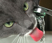 Tips to Increase Your Cats Water Intake